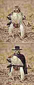 头像