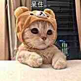 头像