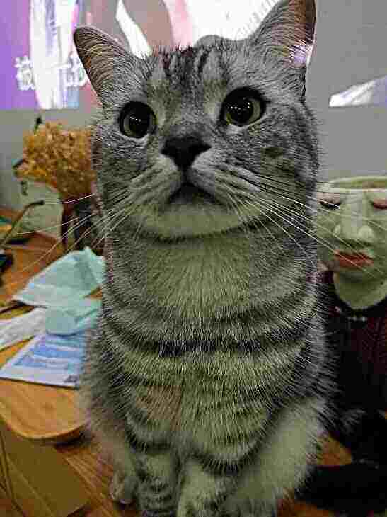 头像