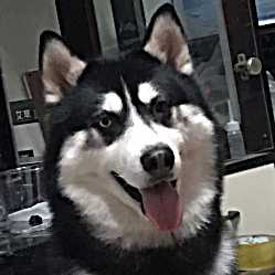 頭像