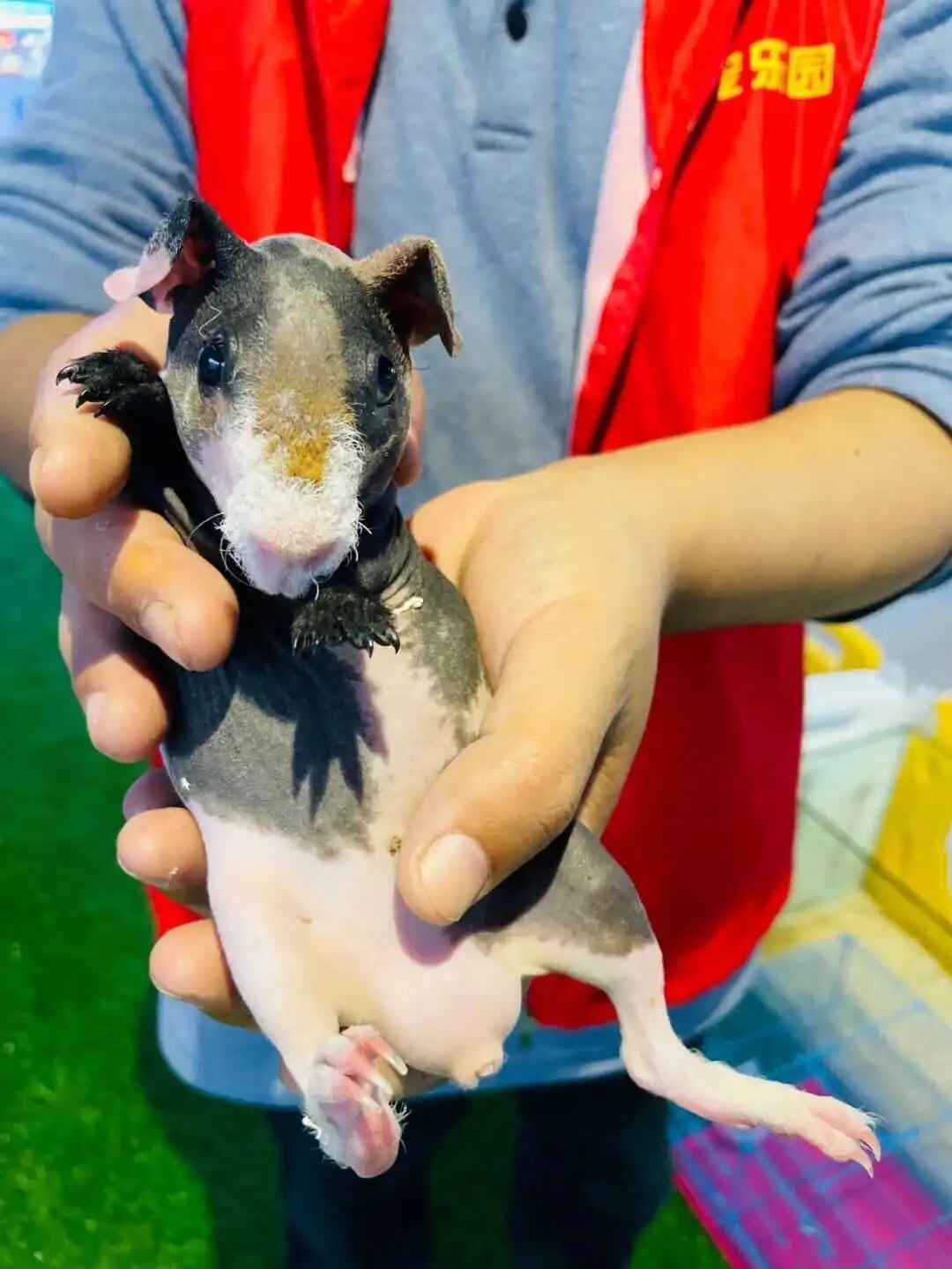 图片